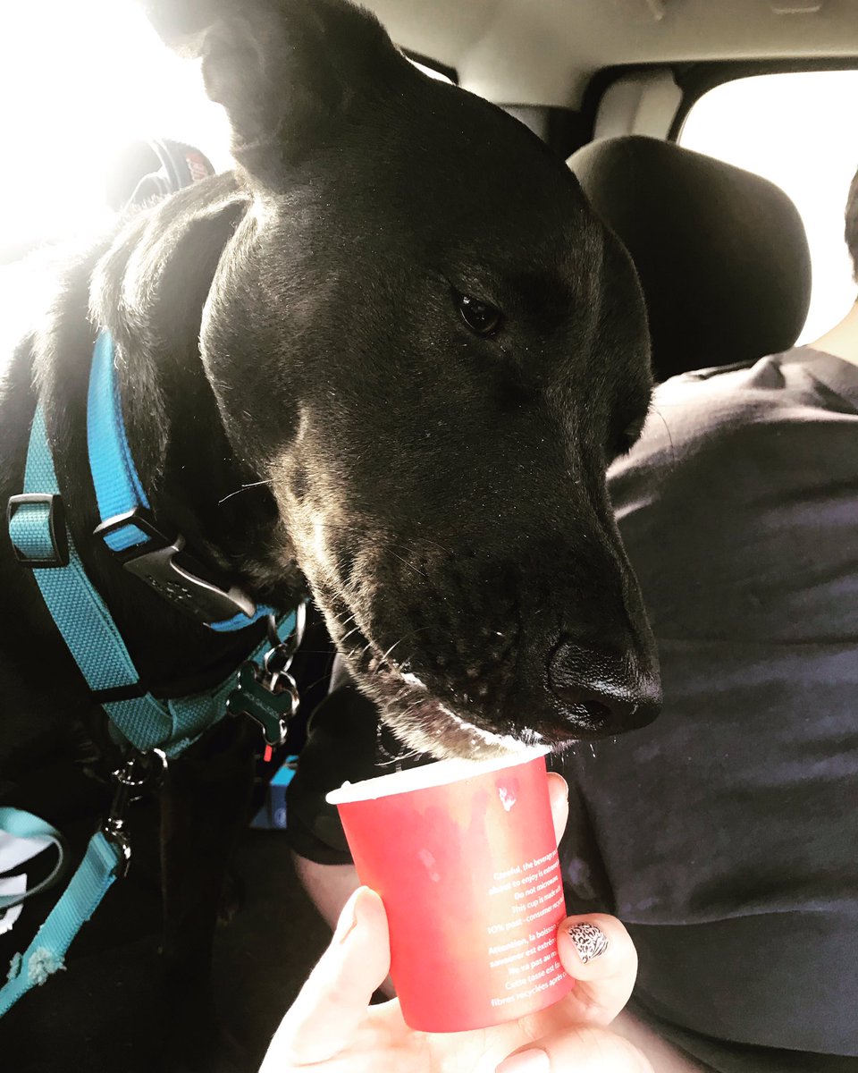 legallynotedash's tweet photo. Jack🦮 started the New Year🎈with a pupuccino at the Starbucks☕️ by the house!🏡 So he’s pretty excited for the start of 2020!🎉
#jack #jackthelab #blacklab #labrador #dogmom #puppuccino #starbucks https://t.co/RaVBoWdKPn
