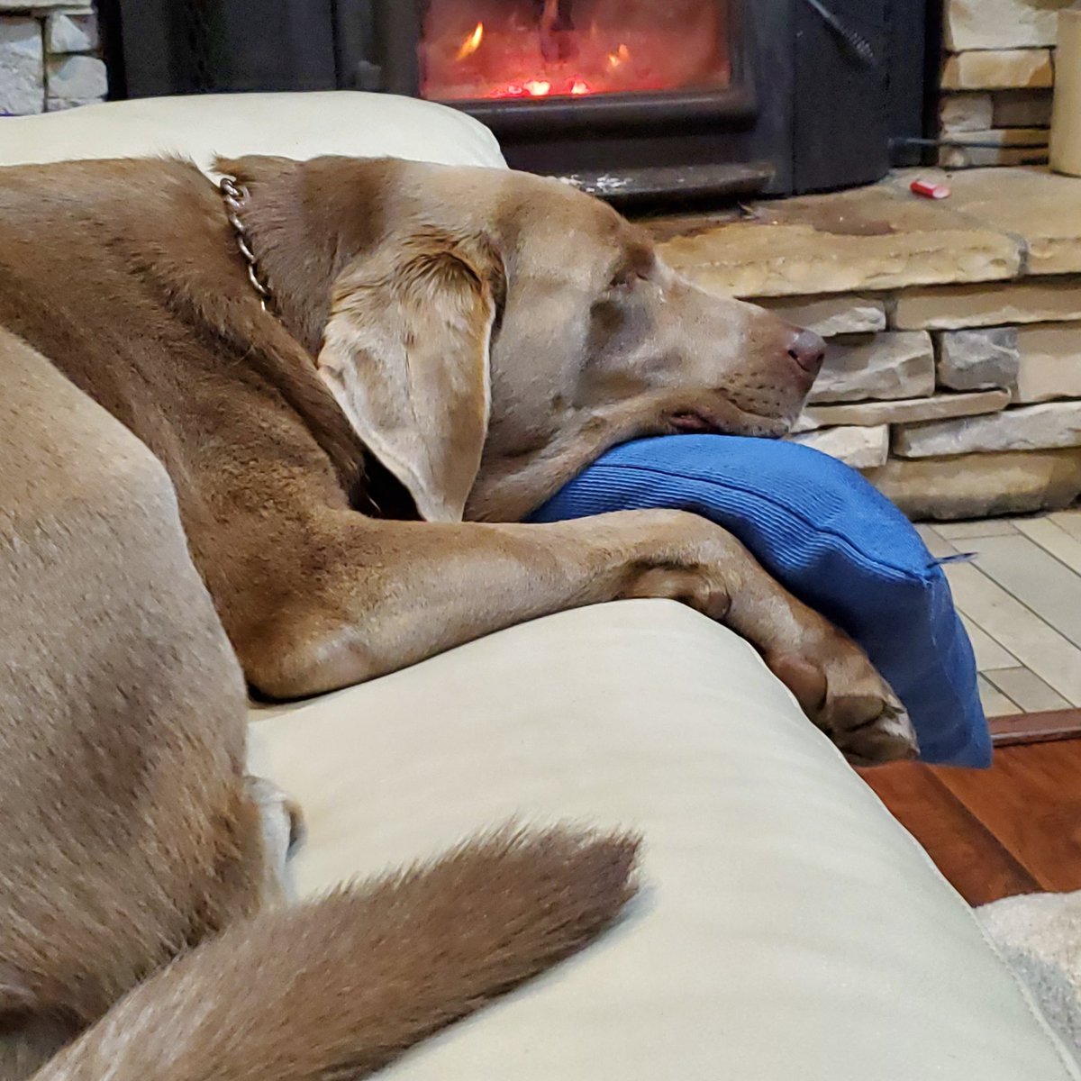 smlaser's tweet photo. @ThoughtsOfRally Ah yeah, naps!  #couchnaps #ginnoinu https://t.co/JHdlcsLJsu