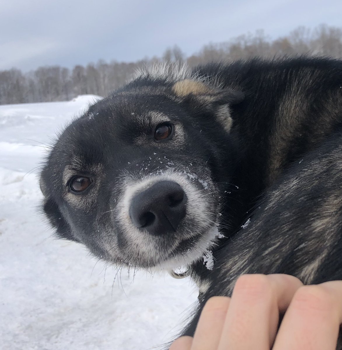 She’s grown into a strong, confident, adventure-loving tweenage husky who is somehow completely different and completely the same as her puppy self.