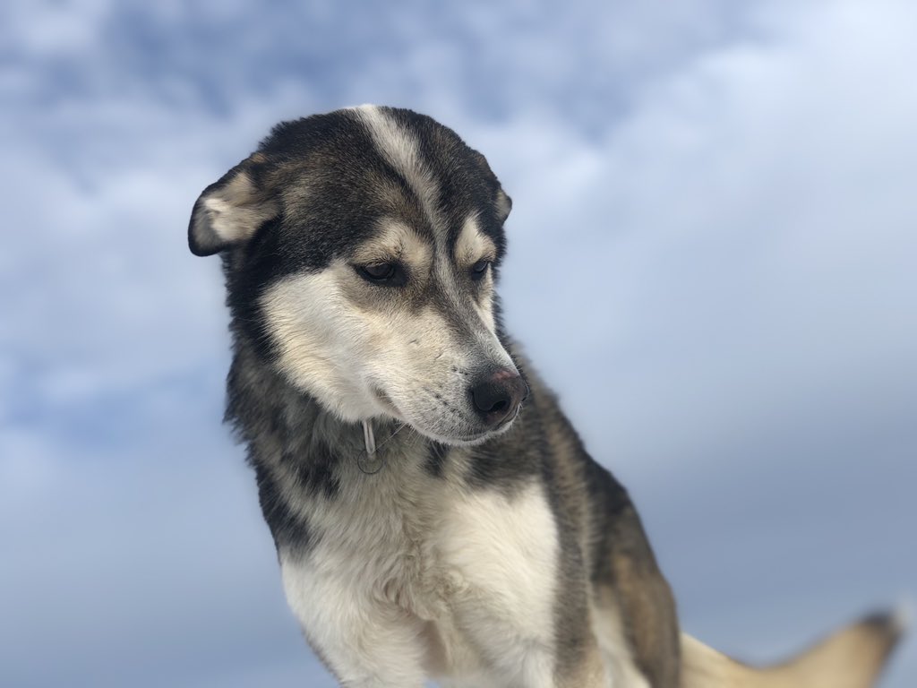 Lead dog legend Pepé would guide the way, of course. Who better to take Leap under her wing?