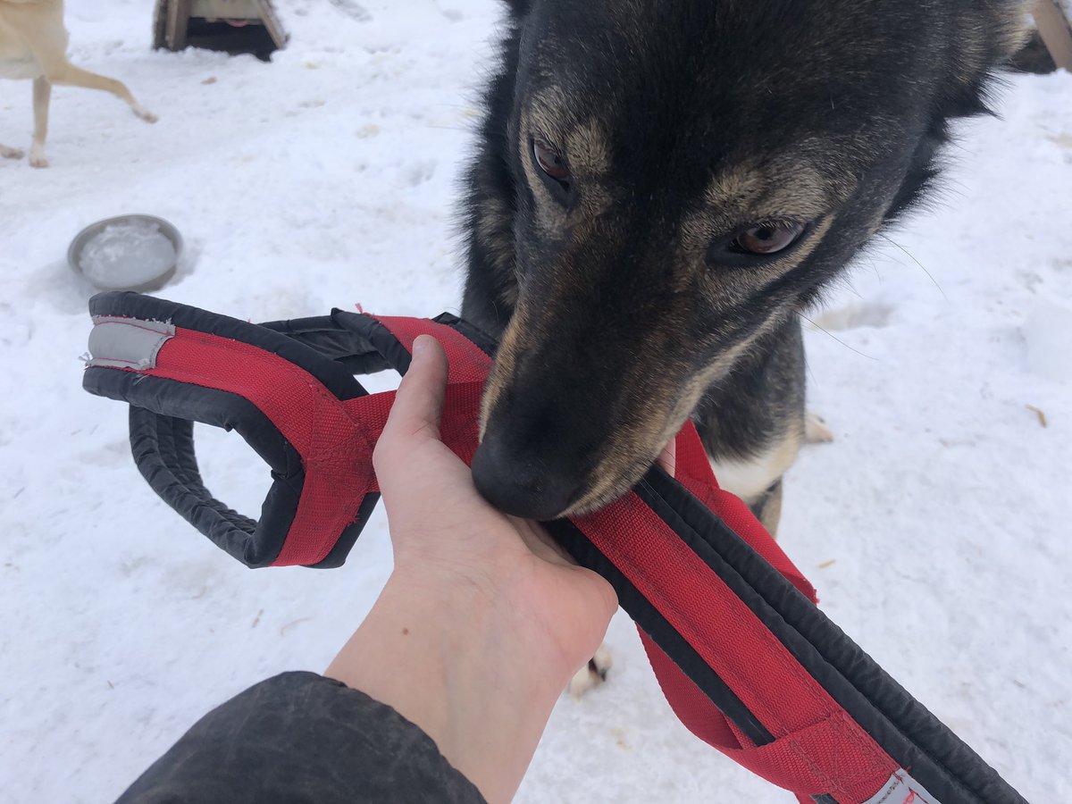 And Pepé’s daughter Willow could lead with her. You up for a baby run, Willow?