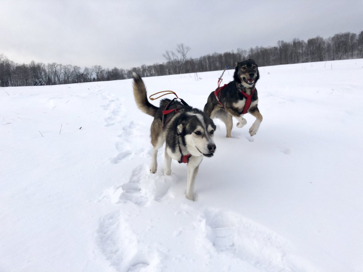 A minute later, they zoomed back and positioned themselves in front of the sled. Trail’s good, let’s go!