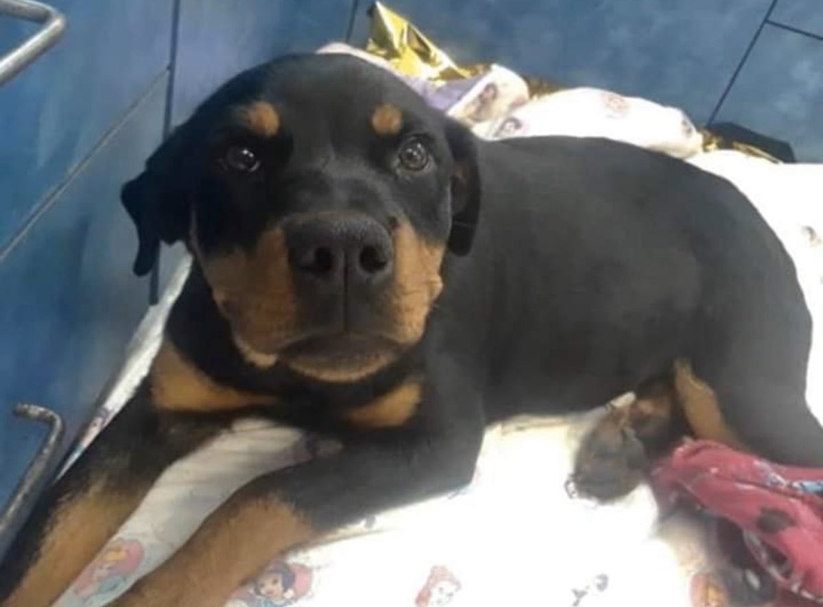 #TN #MEMPHIS
🆘🆘SPECIAL PLEA  Hazel 8mo #Rottweiler Unable to use one of her rear legs! She needs Medical #Pledges &amp; #FOSTER #RESCUE Pls help this sweet youngster before it’s too late! #A320505
facebook.com/18216482414803…