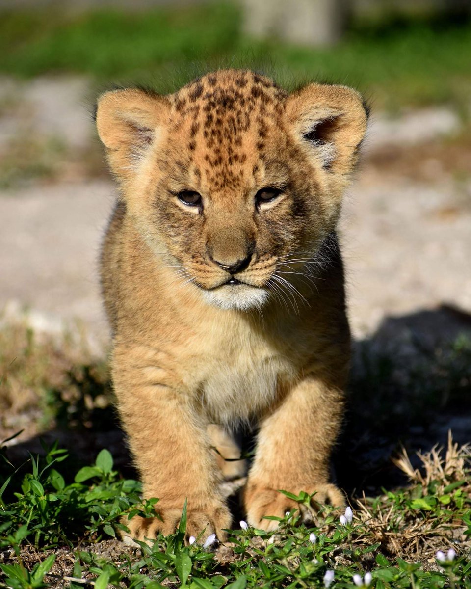 LionCountry's tweet photo. ROARING into the 20's with WILD NEWS! Please welcome Atlas and Mara, the first African lion cubs to be born at Lion Country Safari in nearly 20 years! 🦁❤ https://t.co/ubcit7abpU