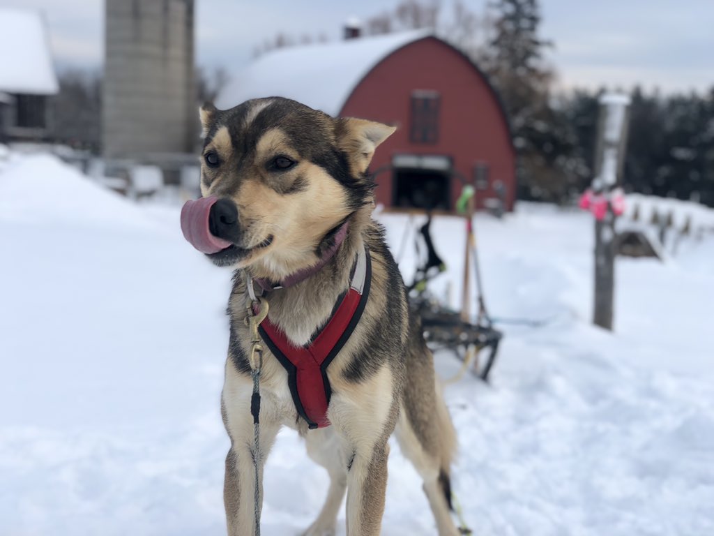 I picked Clem to run with Leap, behind the leaders. He’s three years old, calm and mature, and I thought he’d be a great mentor as she learned the ropes.