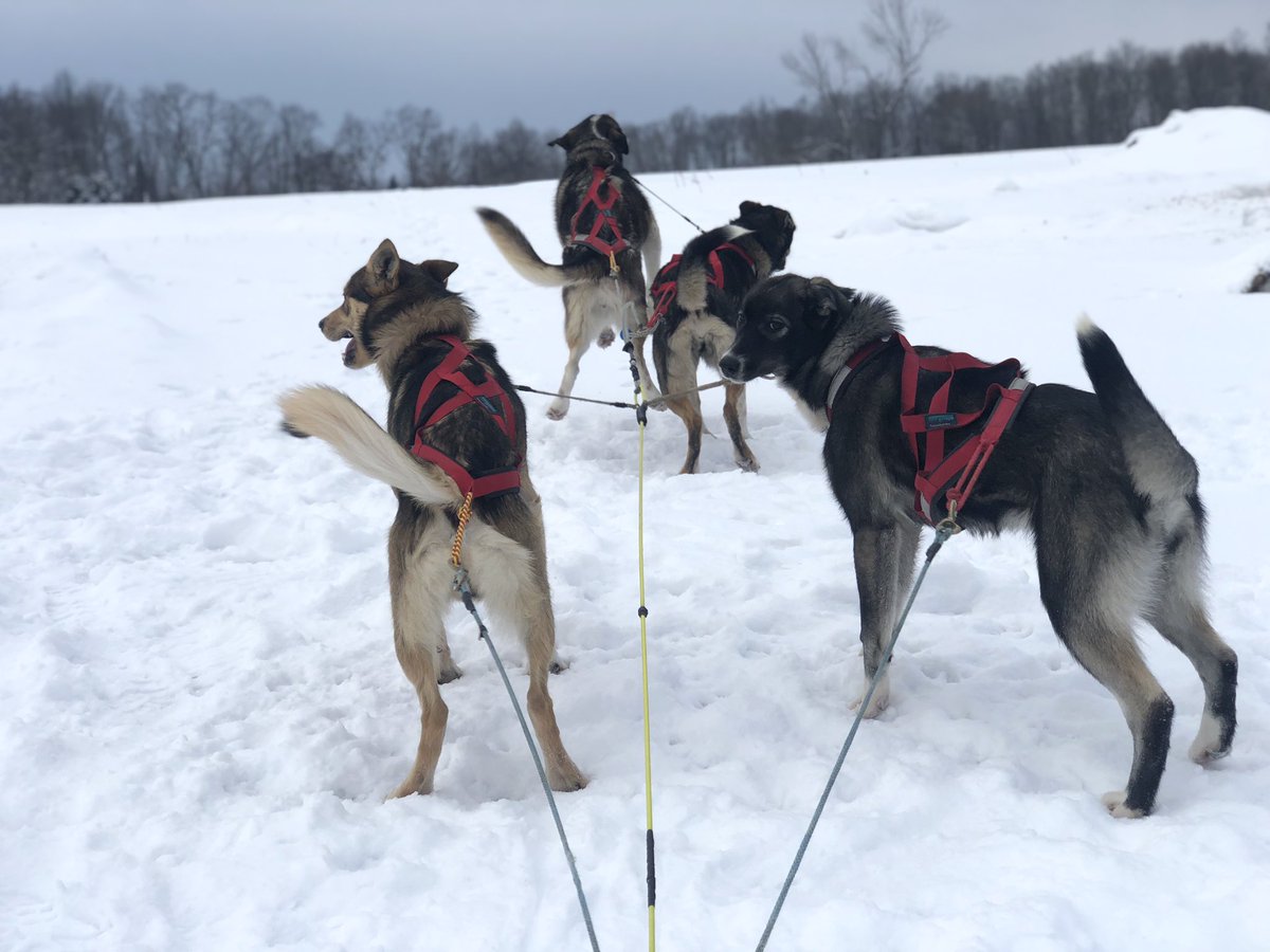 Leap has seen the big dogs run a thousand times, but she’s never done it herself. Clem and Pepé and Willow were howling and jumping with excitement. Leap looked back at me, hopeful but confused. This was a whole new thing and she wasn’t sure what her role was yet.