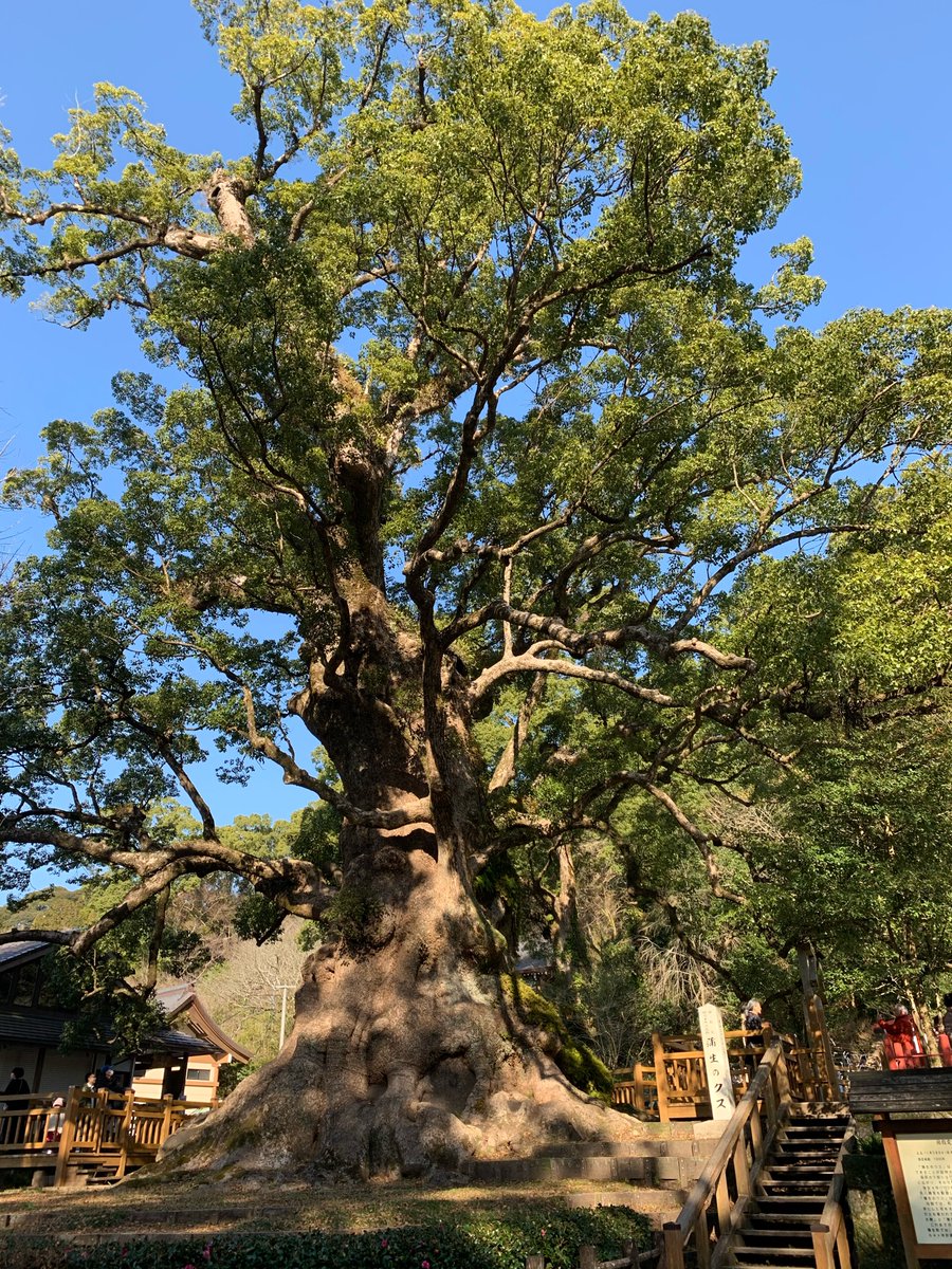西田友博 税理士in鹿児島 على تويتر 日本一の大楠を拝み 大木になるために しっかり大地に根を張ろう と志新た 蒲生八幡神社 西田友博 税理士in鹿児島 على تويتر 日本一の大楠を拝み 大木になるために しっかり大地に根を張ろう と志新た 蒲生八幡神社