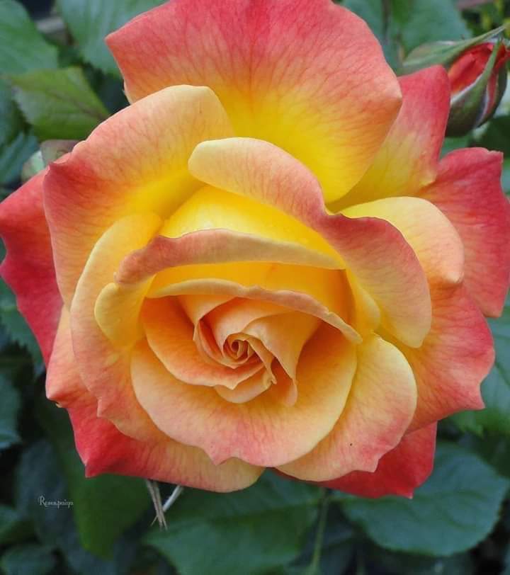 Hello dear friends. 
Have a beautiful Thursday... 🙏😃🍁🍁🍁🍁