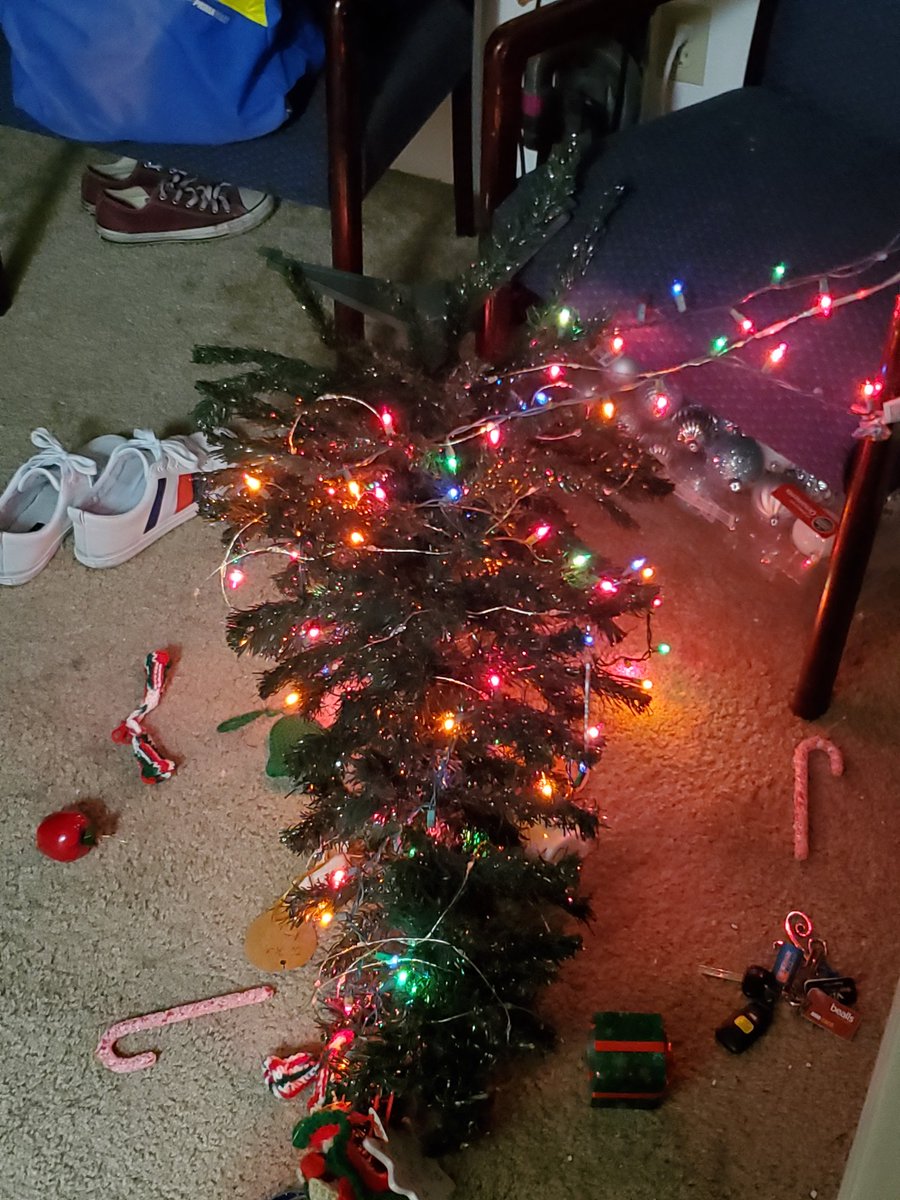 katlikemeowman's tweet photo. Kitteh killed the #Christmstree 
😂🐾🙀 https://t.co/DFnslN43lX