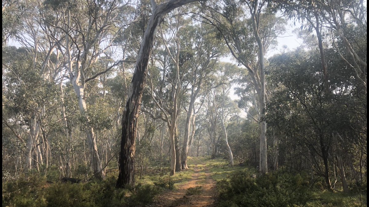 The walking from the border thru the Pilot Wilderness to Thredbo was undulating and easy to follow with ample water. I’d recommend this section to anyone. Sadly it’s now engulfed by at least four fires. This (pic 1) may soon turn to this (pic 2)