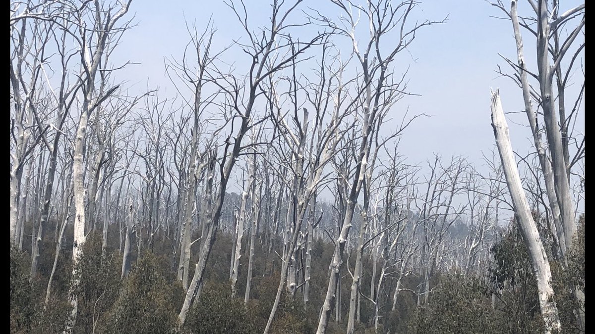 The walking from the border thru the Pilot Wilderness to Thredbo was undulating and easy to follow with ample water. I’d recommend this section to anyone. Sadly it’s now engulfed by at least four fires. This (pic 1) may soon turn to this (pic 2)