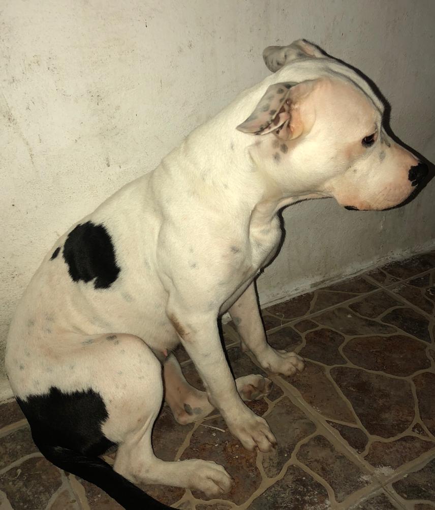 ElviaMZenteno's tweet photo. @VivoEnCancun @Tierradanimales Kiara se extravió por SM 38 #Cancún es muy dócil, RT por favor. Si la ven resguardenla 🙏 @CLAUSANIMALISTA https://t.co/u9SVUgyTpa