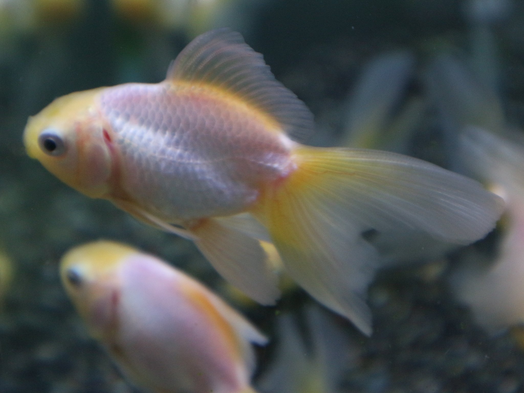 市ヶ谷フィッシュセンター 金魚 白オランダ 1尾特価 500で販売中です 変わり金魚ミックスから選別したひとたちです 真っ白はなかなか入荷しません そしてこの値段はかなり です おすすめです T Co 市ヶ谷フィッシュセンター 金魚 白オランダ 1尾特価 500で販売中です 変わり金魚ミックスから選別したひとたちです 真っ白はなかなか入荷しません そしてこの値段はかなり です おすすめです T Co