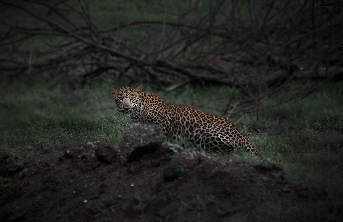 Leopards are large cats, with light-colored fur, and black spots and rosettes across their entire body. The rosettes look somewhat like hollowed-out spots, and are smaller than those of the jaguar.
#leopard #indianleopard