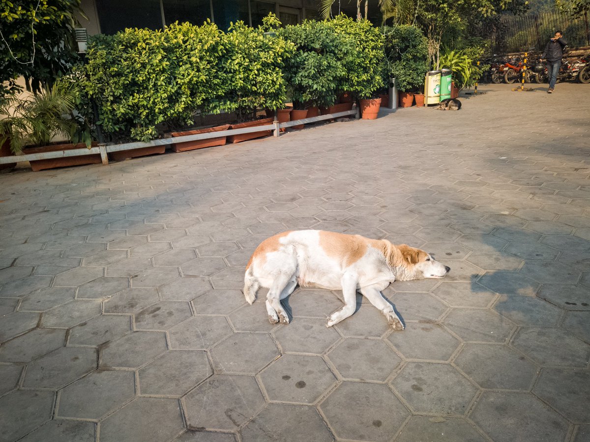 debanishachom's tweet image. Enjoying the New Year sun after days of fog.

#dogsofdelhi