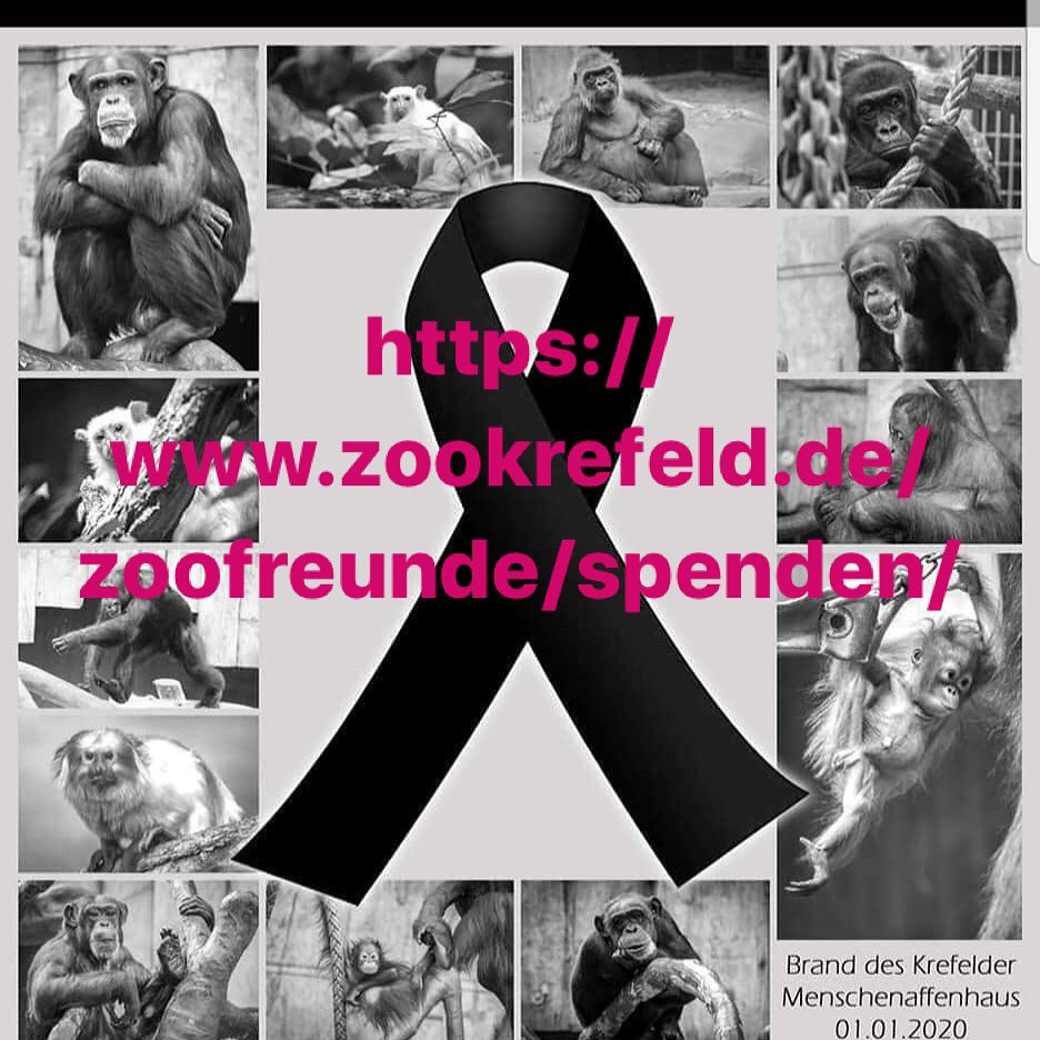 Brand in Krefelder Zoo Affenhaus abgebrand