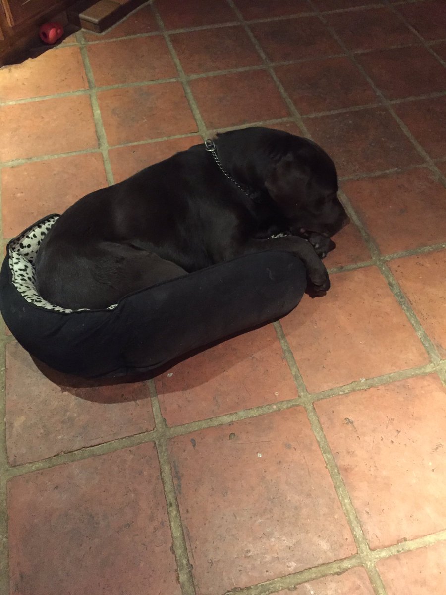 amd4_ann's tweet photo. She knows you know! Now nil by mouth and I can’t say I am not dreading the next few days,of how I keep such an active and hungry dog under control post-op🤔 #thetimehascome #lampshadetime #plannedsurgery #feelingsorryforourselves https://t.co/F2naVQY8RT