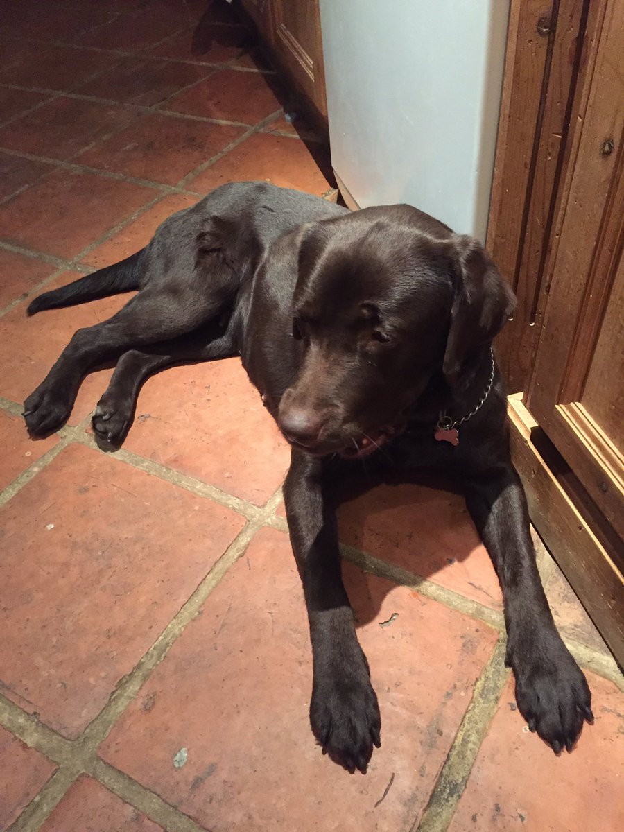 amd4_ann's tweet photo. She knows you know! Now nil by mouth and I can’t say I am not dreading the next few days,of how I keep such an active and hungry dog under control post-op🤔 #thetimehascome #lampshadetime #plannedsurgery #feelingsorryforourselves https://t.co/F2naVQY8RT