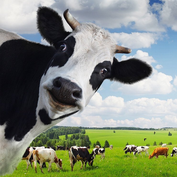 MrsGrenter's tweet image. Hope you all had a relaxing break!  Just a reminder that your Farm Show field trip forms and payment are due this Friday!  #8Blue @GHMSBuckskins