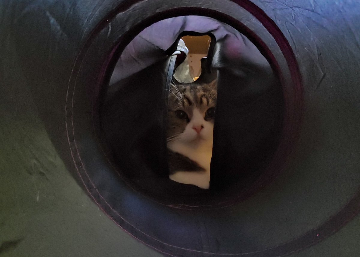 너희 낯설다..ㅎ

(출근 한다고 삐져서 끝까지 나오지도 않고 입나온애