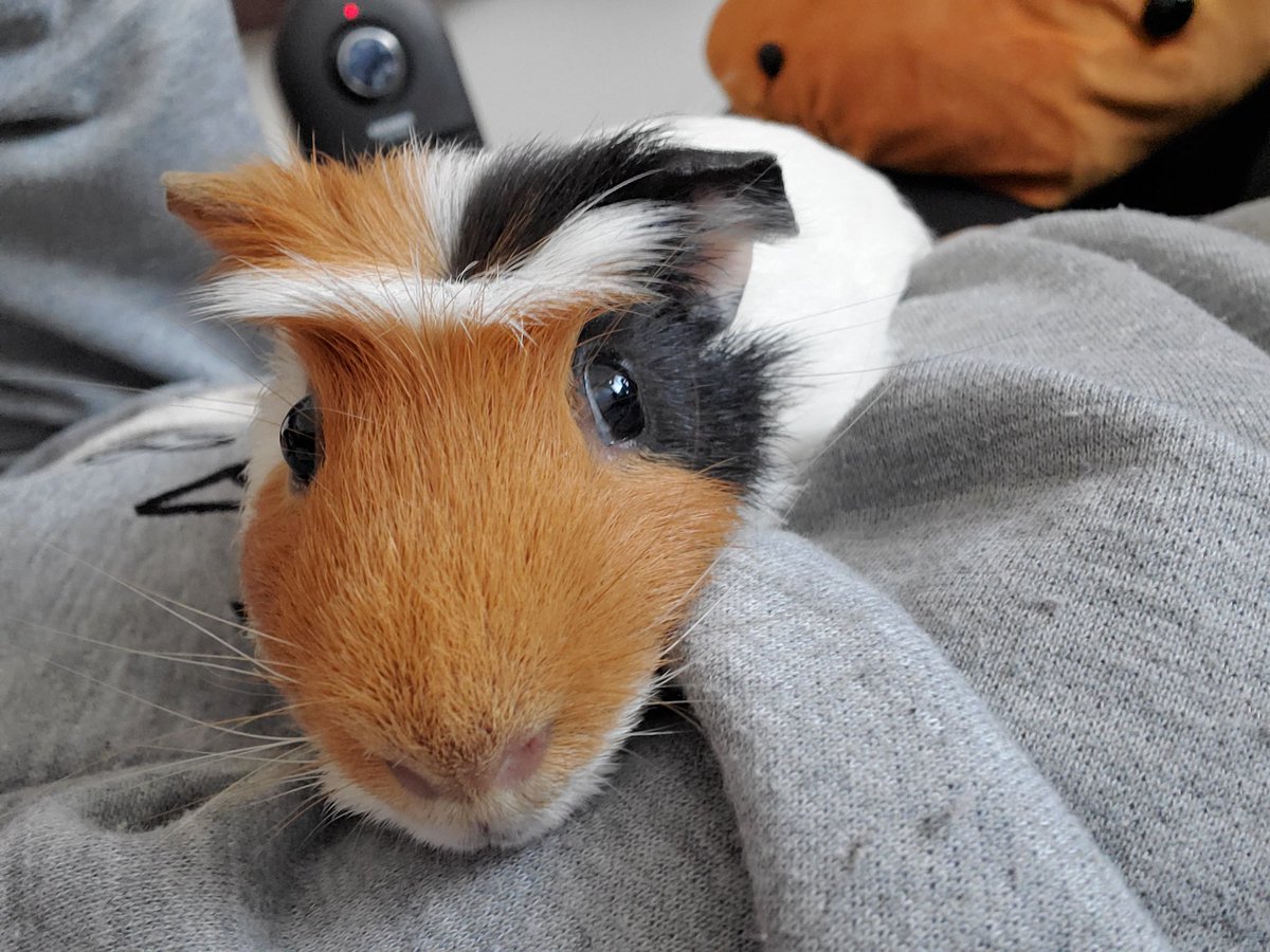 山田毛の家族 Rirurumo Twitter