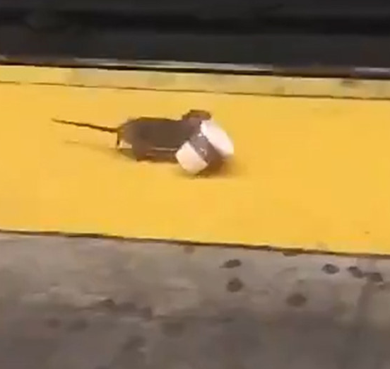 this is their year we're just living in it