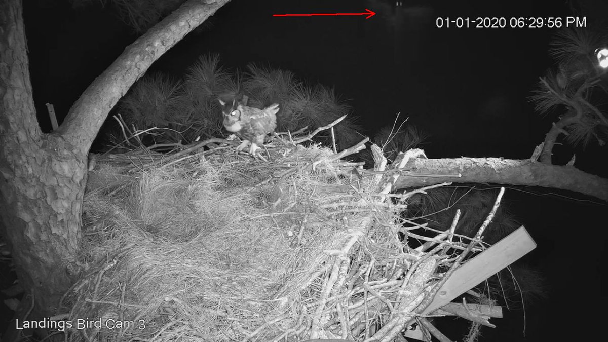 LandSavEagleCam's tweet photo. 18:29 1/1 If you look carefully you can see a second owl flying up in the branches above the nest where the first owl is. https://t.co/9fvPdG0LM9