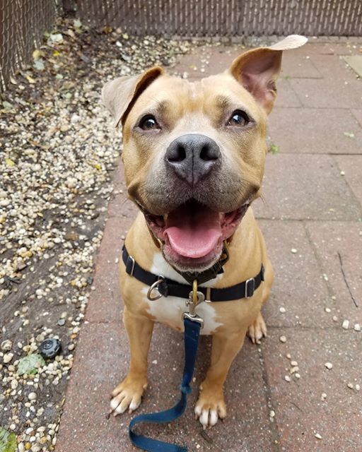 AnimalLeague's tweet image. Meet Lily! Lily is an energetic adult dog who loves to spend time outdoors playing fetch and lounging in the sun with her favorite human companions. Once she bonds with you, her loyalty is unwavering. She cannot wait to meet you! #GetYourRescueOn #DogsofTwitter