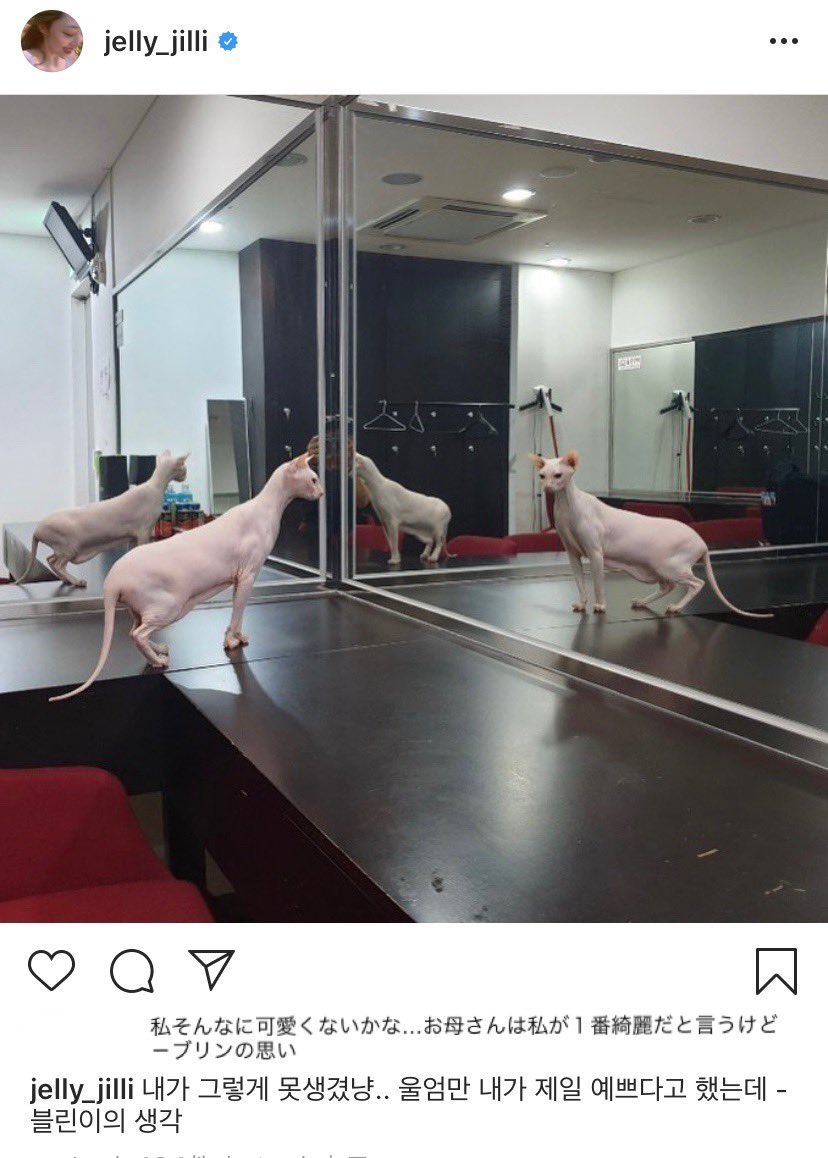 hibiimuimu's tweet photo. 去年、自殺で亡くなったソルリの愛猫ブリンちゃんを引き取って飼っているヒチョル優しさを知ってほしい。

#拡散希望 https://t.co/IIAOCwUkSC