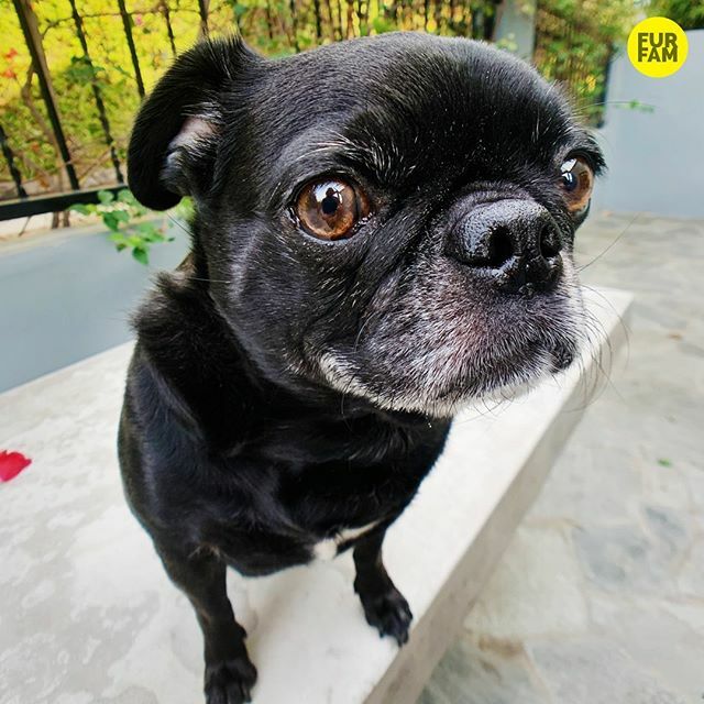 furfam's tweet photo. “Gray hairs. Puppy energy. The ladies call me a silver fox.” -Kubrick #silverfox https://t.co/Yl0dPyXiw0