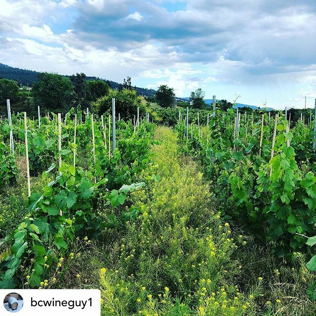 My loving husband @bcwineguy1 encapsulated our wish perfectly for 2020 and beyond: the decade of #HEALING.
.
.
.
.

The last decade brought a new level of #awareness and #understanding of how things work.  How about the next decade is about #healing?  We… ift.tt/35hZH9g