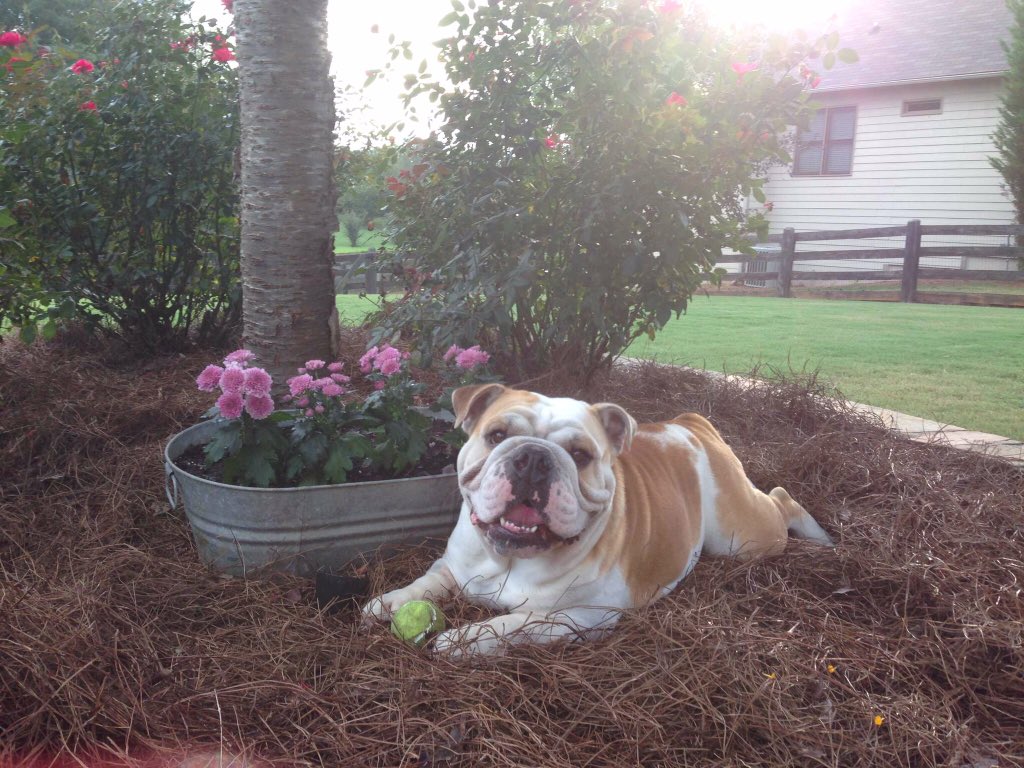 mhodges0790's tweet photo. @BaggyBulldogs Rambo💕 https://t.co/AzM59VU5G6