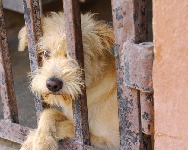 PartidoPACMA's tweet photo. ¡Que a nadie se le ocurra regalar un cachorro por #Navidad! 😢
 
🐶 El 40% de los animales regalados en estas fechas serán abandonados al cabo de 4 meses, cuando se cansen del "juguete" de Navidad. https://t.co/Gv1BHbP9NG