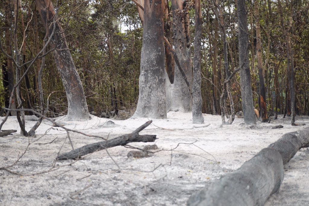 Lachieg1011's tweet photo. #mallacoota #bushfiresNSW #bushfires #AustraliaBurning #ausfires https://t.co/l1weeo1Rv4