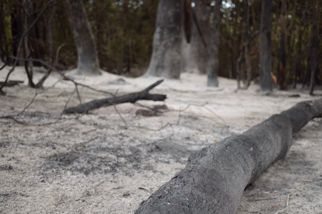 Lachieg1011's tweet photo. #mallacoota #bushfiresNSW #bushfires #AustraliaBurning #ausfires https://t.co/Y1oVQwfFmC