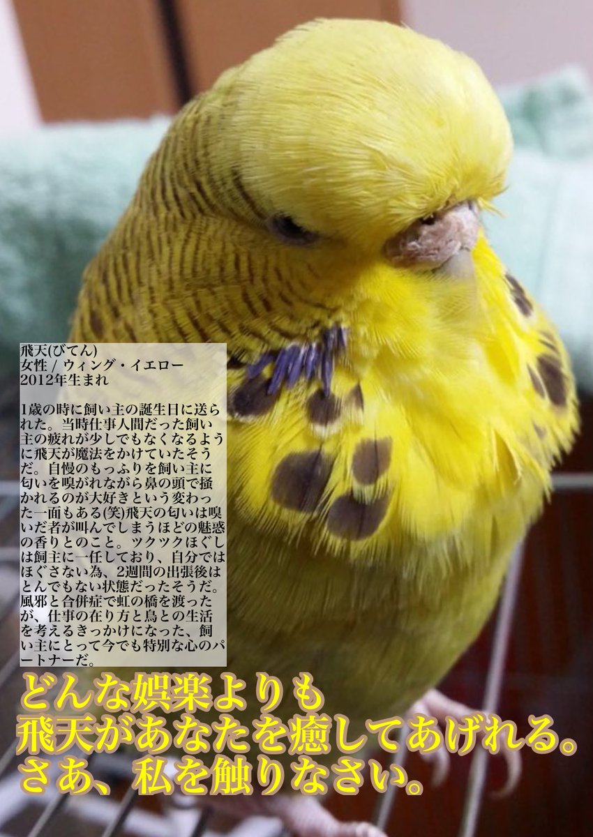 るりはるshop ﾏﾙﾁｱﾆﾏﾙｸﾘｴｲﾀｰhikaru 本日の 月刊ジャンボ のご紹介 仲良しの小雪 モモ兄弟 素晴らしいモフをお持ちの飛天さん 美しい黒真珠の夜天さん 非モテに気付いていないおめでたい性格の雅天さん Kissarmy15 ジャンボセキセイ