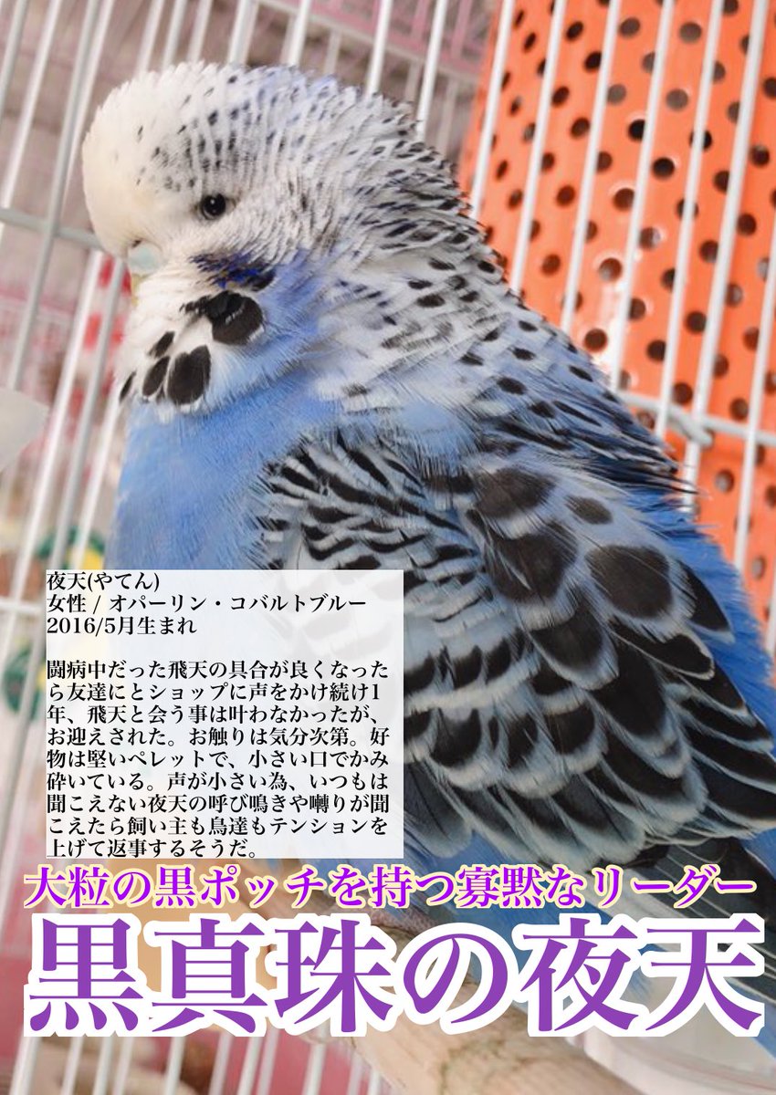 るりはるshop Hikaru 本日の 月刊ジャンボ のご紹介 仲良しの小雪 モモ兄弟 素晴らしいモフをお持ちの飛天さん 美しい黒真珠の夜天さん 非モテに気付いていないおめでたい性格の雅天さん Kissarmy15 ジャンボセキセイインコ