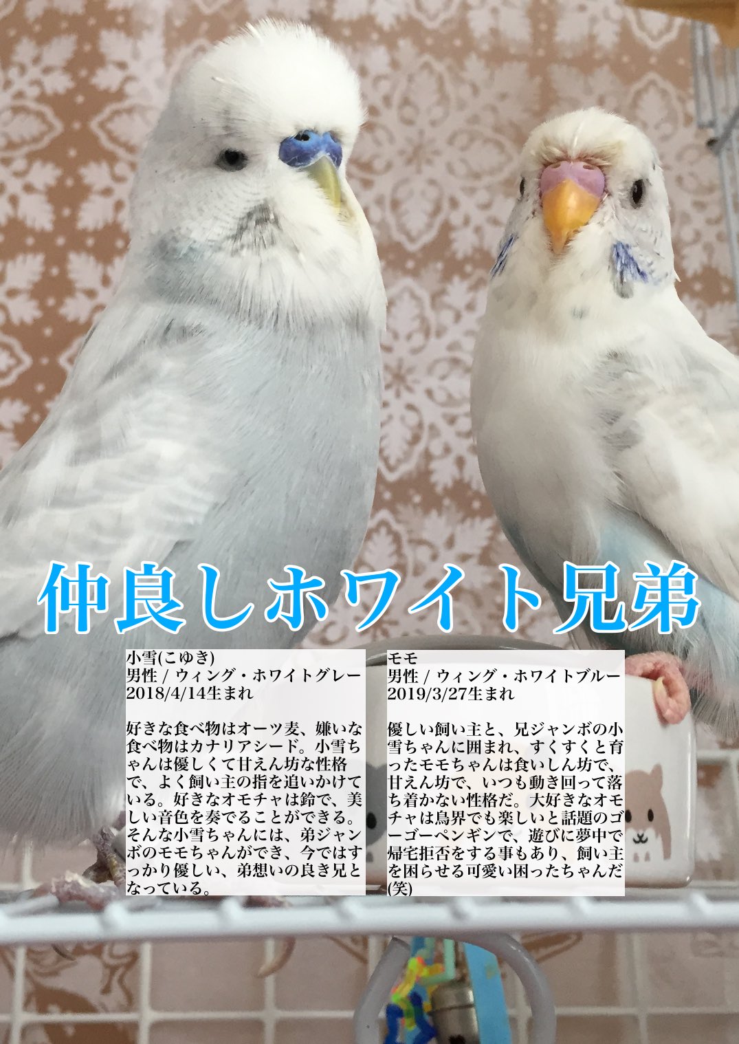 るりはるshop ﾏﾙﾁｱﾆﾏﾙｸﾘｴｲﾀｰhikaru 本日の 月刊ジャンボ のご紹介 仲良しの小雪 モモ兄弟 素晴らしいモフをお持ちの飛天さん 美しい黒真珠の夜天さん 非モテに気付いていないおめでたい性格の雅天さん Kissarmy15 ジャンボセキセイ