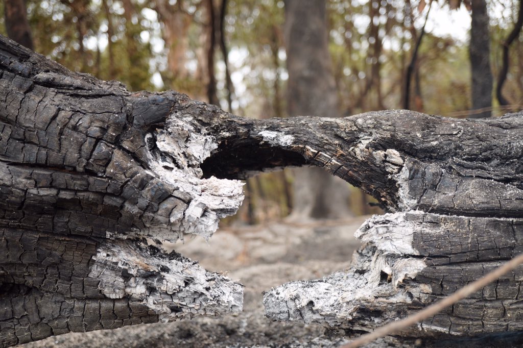 Lachieg1011's tweet photo. #mallacoota #bushfiresNSW #bushfires #AustraliaBurning #ausfires https://t.co/ZIfhtqIZ46