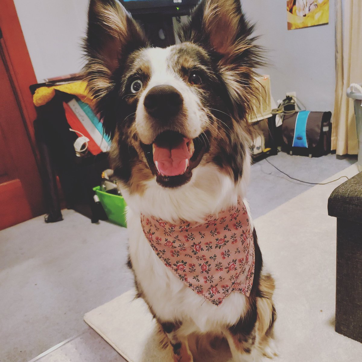 Kity_Kat_Gamer_'s tweet photo. Momma is making me bandanas to test out her new sewing machine! So cute 🥰 https://t.co/8YRG4lMtgr