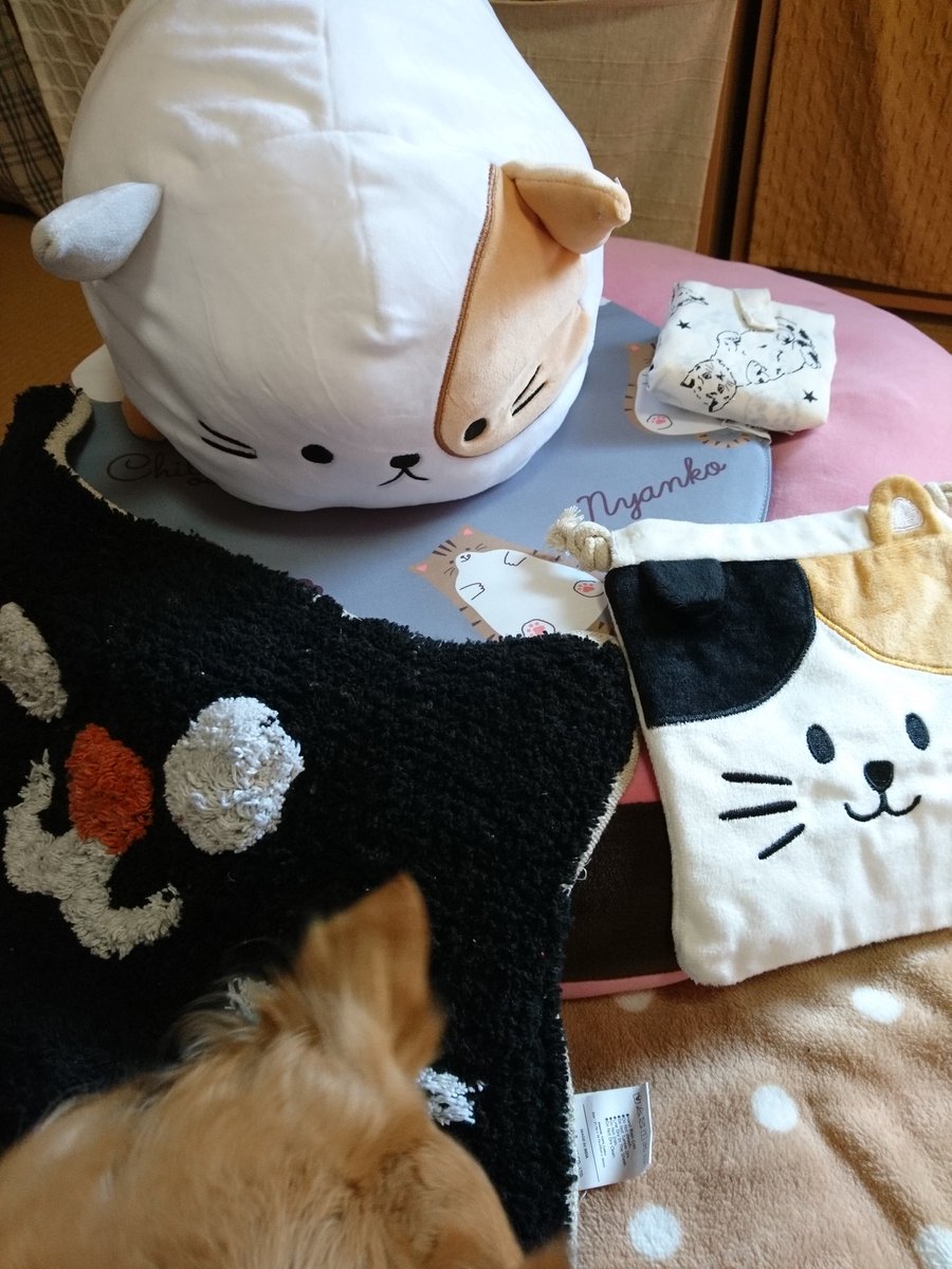 マロン 今日 イオン行ったから 犬服の福袋買おうと思ったら Mサイズが売り切れだったよ ママさん なかなか良い洋服入ってたね マロン 今日 イオン行ったから 犬服の福袋買おうと思ったら Mサイズが売り切れだったよ ママさん なかなか良い洋服入ってたね