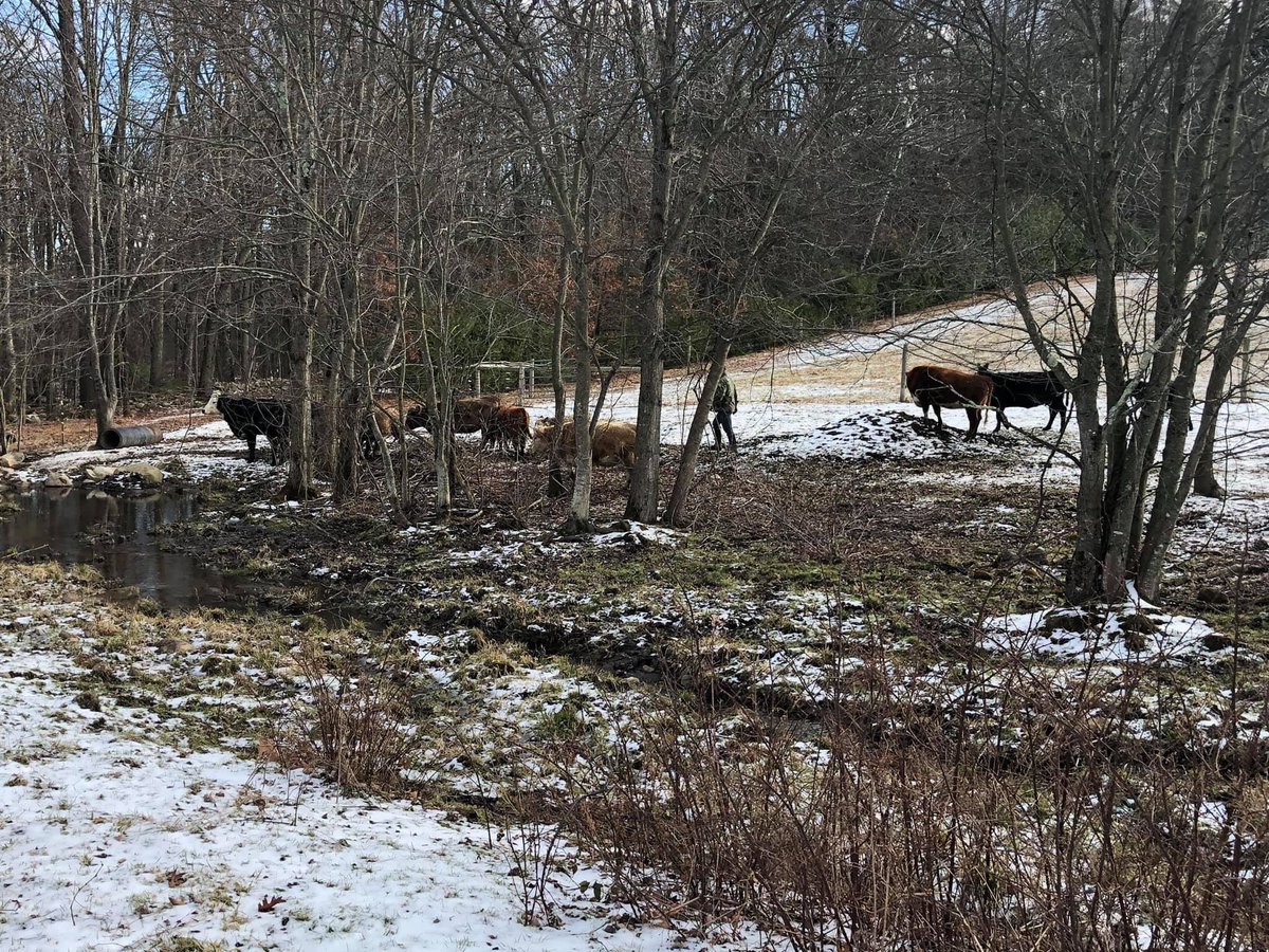 Town Line Dairy tweet media