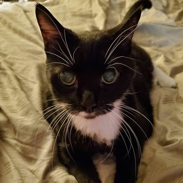 Allysonheather's tweet photo. Look at that face! #tuxedocatsofinstagram#WhiskersForever#Boots https://t.co/4SkBfLl7Q7 https://t.co/IXufTsIHAG
