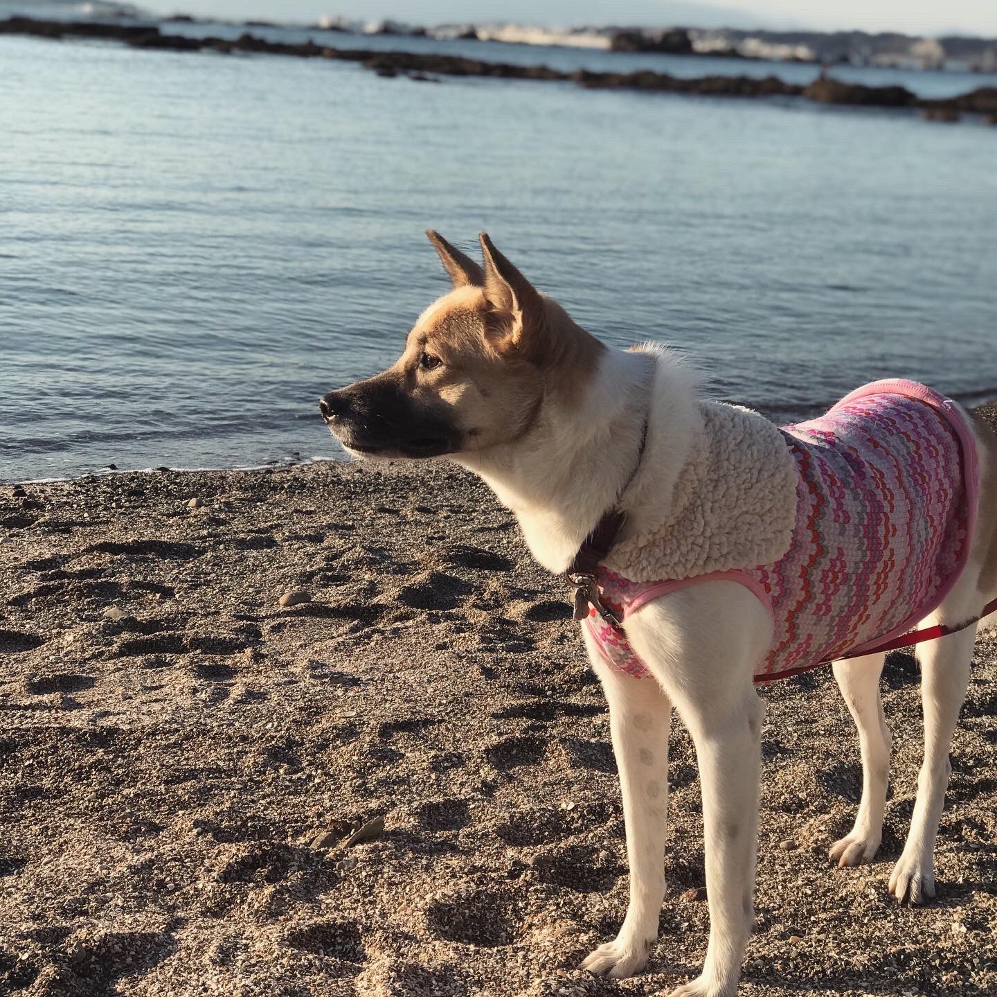 暖かい海 Twitter Search Twitter