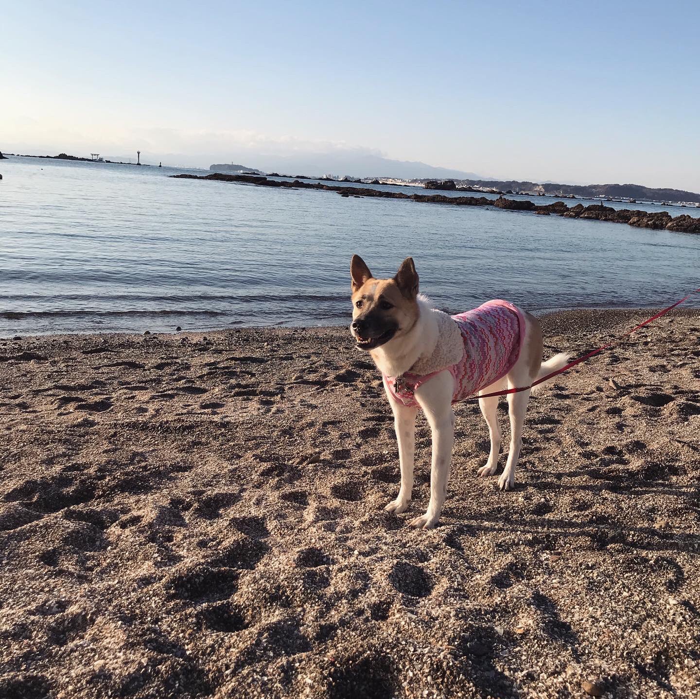 暖かい海 Twitter Search Twitter