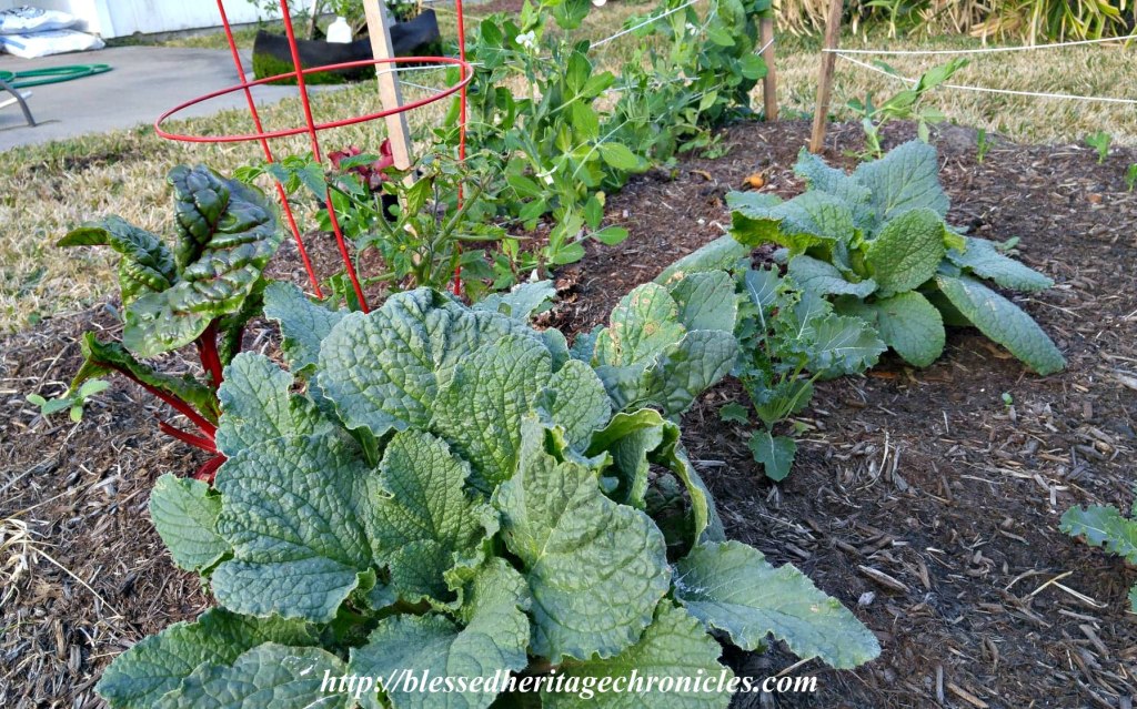 bbullard's tweet photo. The Fall/Winter Garden: A Lesson in Self-Care https://t.co/0LF4RoujiO https://t.co/cpm4BYFCBk