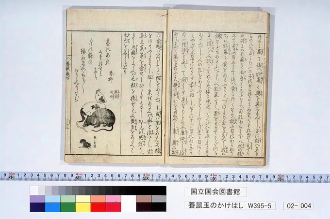 年賀状がわりに、国会図書館のデータベースからDLした江戸時代のめちゃかわネズミ飼育本『養鼠玉のかけはし』の画像をポストしておきますね 