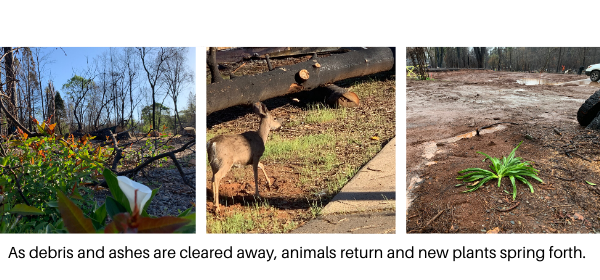 CalRecycle's tweet photo. A CalRecycle staffer shares what he learned while working on the Camp Fire debris removal project. https://t.co/FYGx7go7m8 https://t.co/RsuAxA0dle