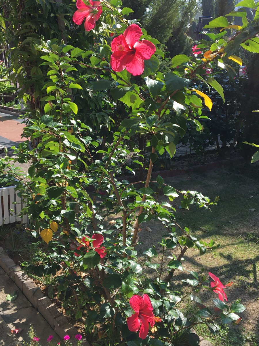 CatLianML's tweet photo. The lovely bunga raya or hibiscus holds promise of great days in 2020. #ibmmy https://t.co/70hhosETk4