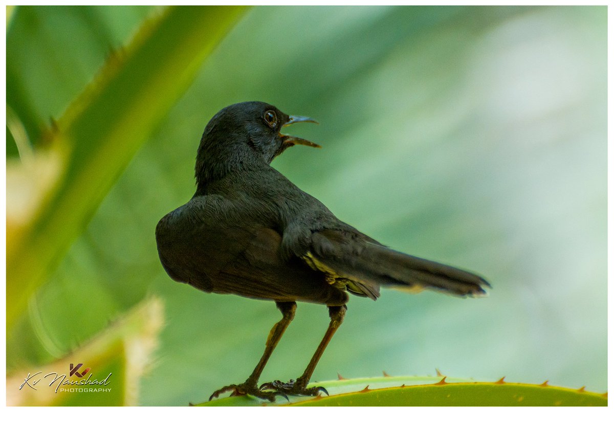 kvnaushad's tweet image. BLACK SCRUB ROBIN║goo.gl/EsV69M   
#NikonD7100 #Sigma150500 #BlackScrubRobin #Birds #Animal #Wildlife #Jeddah #Saudiarabia #black #robin #nature #scrub #tropical #feathers #birding #small #birdwatching #detailed #biology #one #side #rural #eyes #countryside #wing #tail